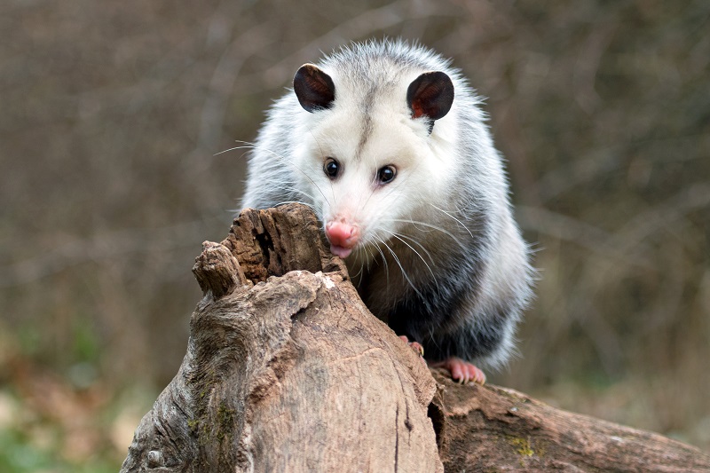 16 Critical Difference between Opossum and Possum with Comparison Table ...