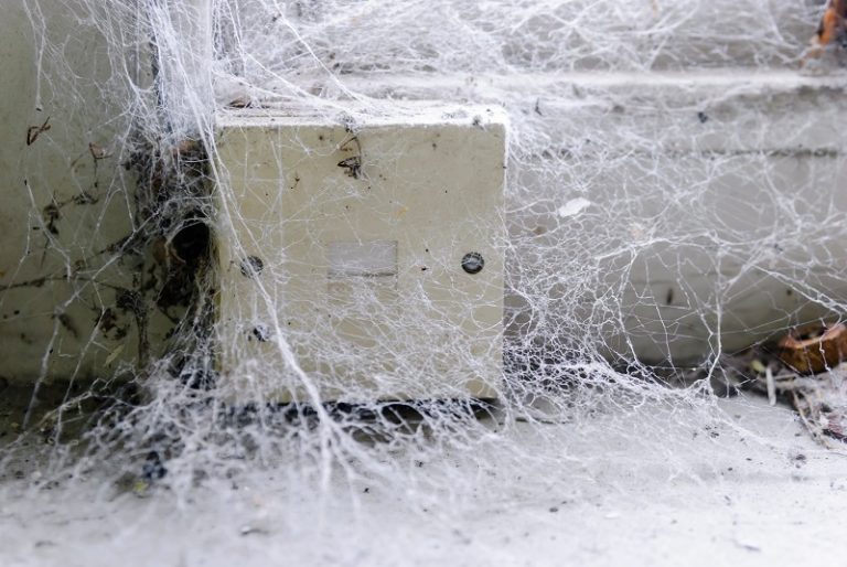 10 Major Difference between Cobwebs and Spider s Animal Differences