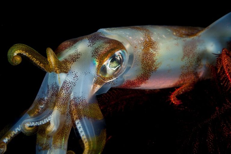 difference between squid and octopus