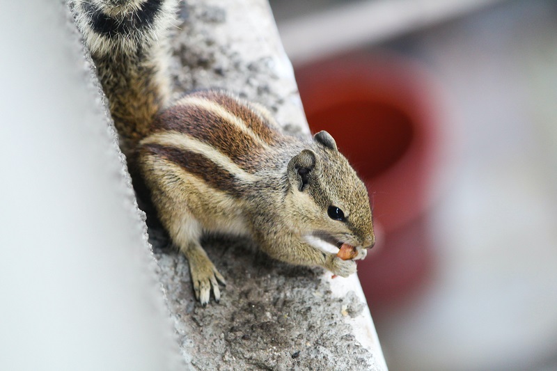 Chipmunk Vs Gopher: 16 Major Differences & Similarities | Animal