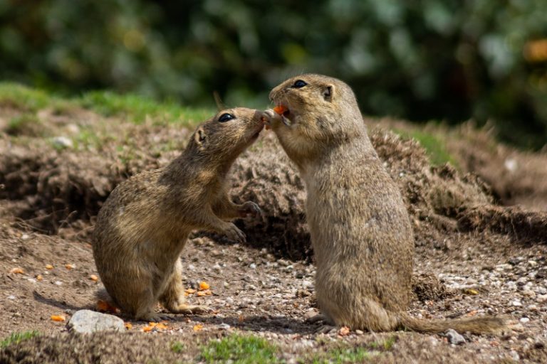 Chipmunk Vs Gopher: 16 Major Differences & Similarities | Animal