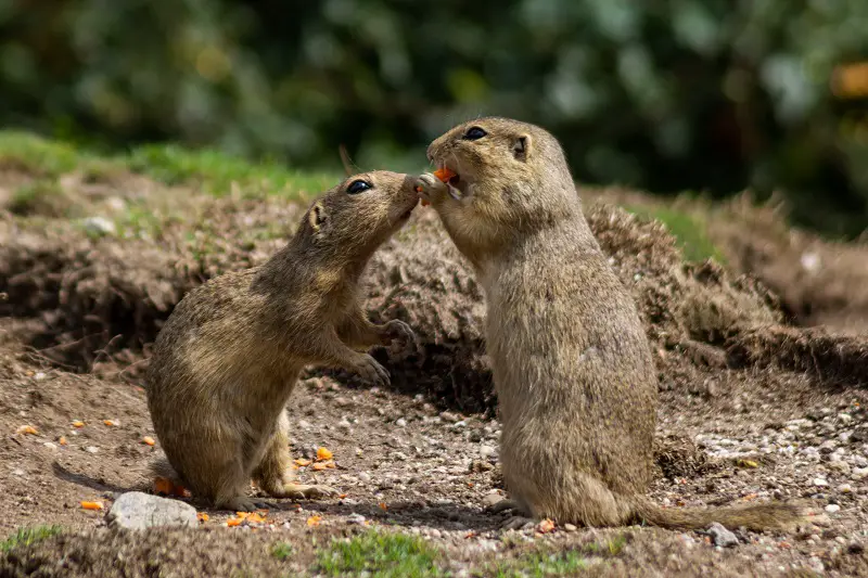 ground squirrel vs chipmunk