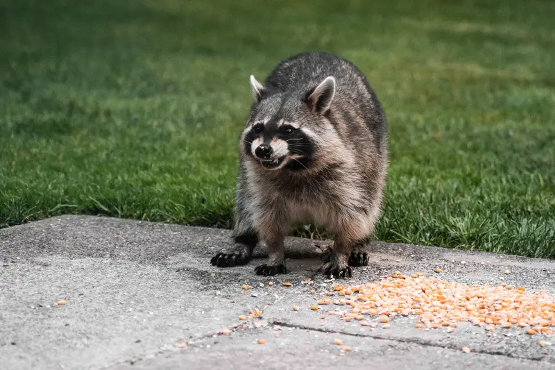 Do Raccoons Eat Cats