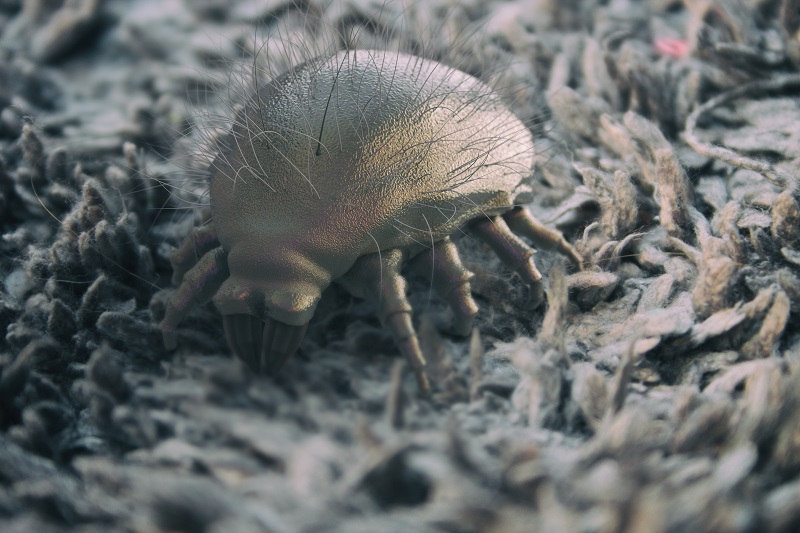 Dust Mites Vs Bed Bugs: 13 Top Differences & Similarities | Animal ...