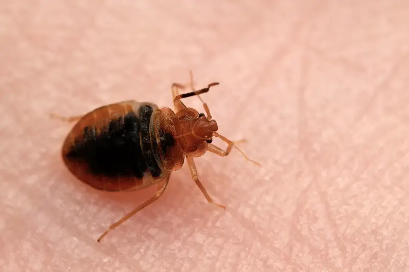 do mattresses have bed bugs and dust mites