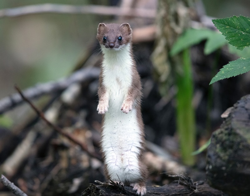 Mink Vs Weasel: 13 Amazing Differences & Similarities | Animal Differences