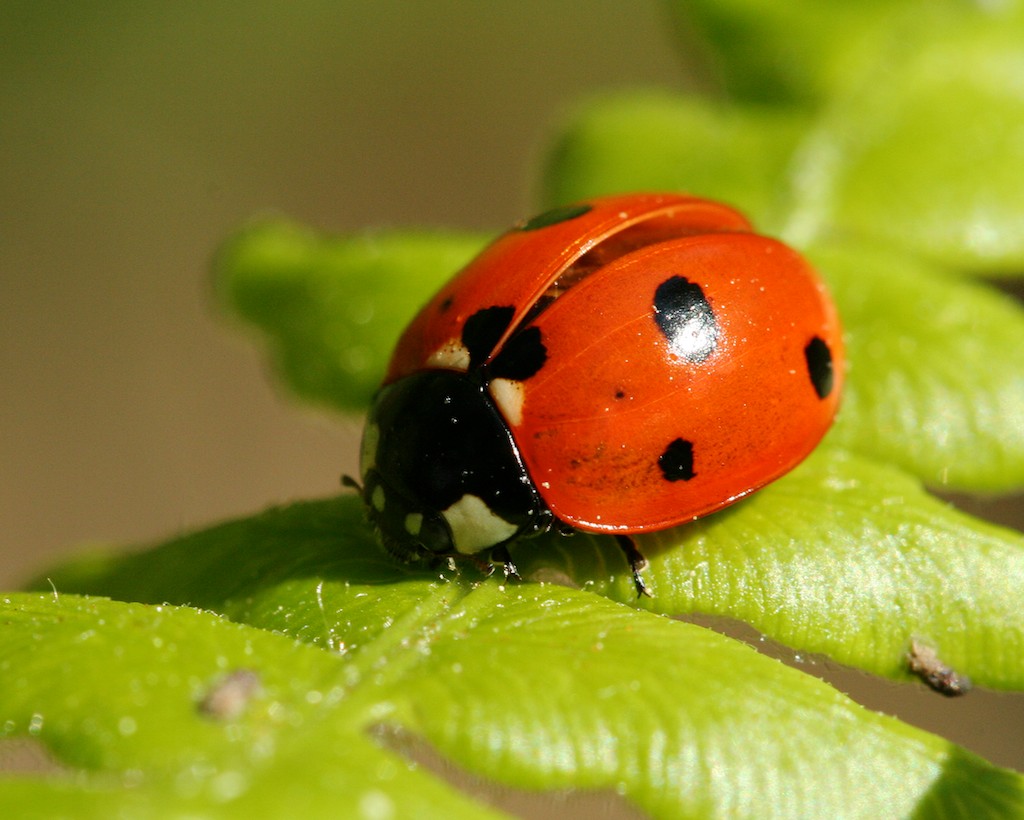 Beetle difference between bug and beetle