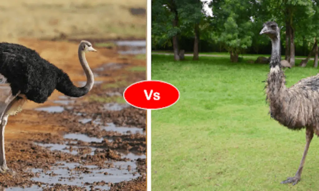 15 Important Difference Between Emu and Ostrich Animal Differences
