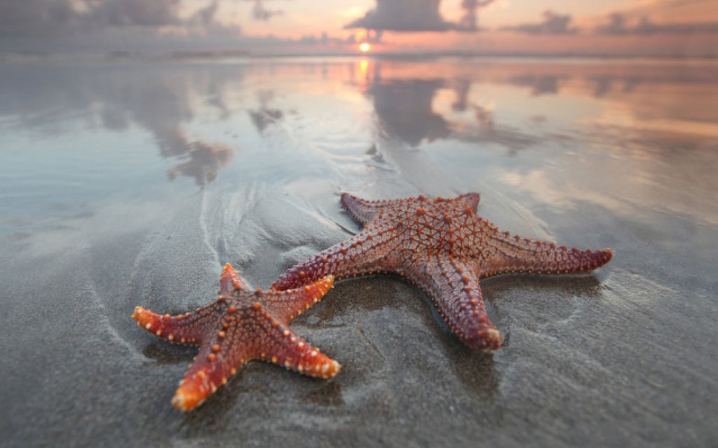 3 Top Difference Between Sea Star and Starfish with Comparison Chart