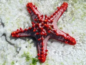 3 Top Difference Between Sea Star and Starfish with Comparison Chart ...