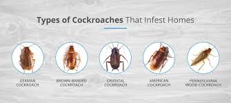 8 Crucial Difference Between German And American Cockroaches | Animal ...