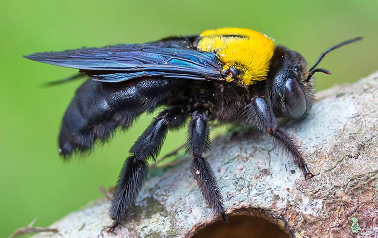 10 Honest Difference between Bumble Bee and Carpenter Bee | Animal ...