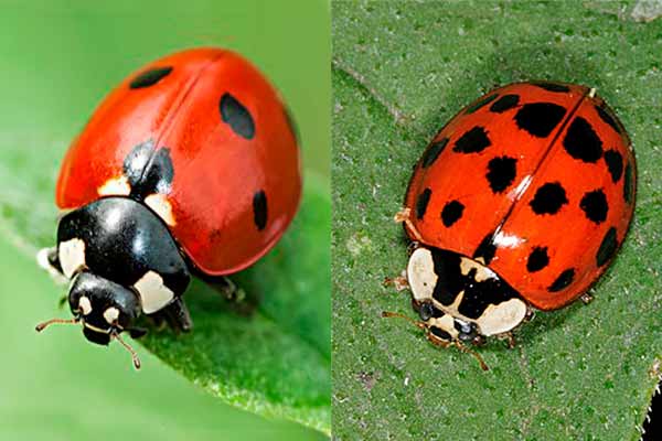 8-top-difference-between-ladybug-and-asian-beetle-with-similarities