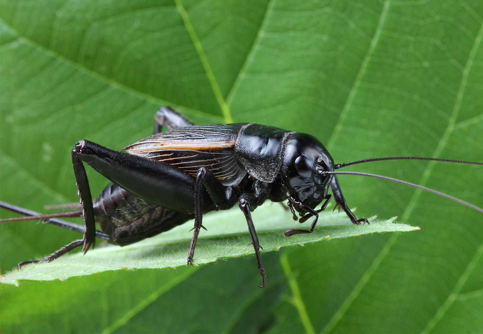 8-difference-between-grasshopper-and-crickets-with-table-animal