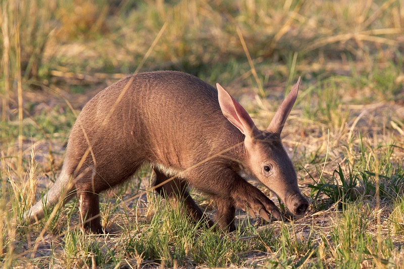 8 Top Difference Between Aardvark and Anteater with Pictures | Animal