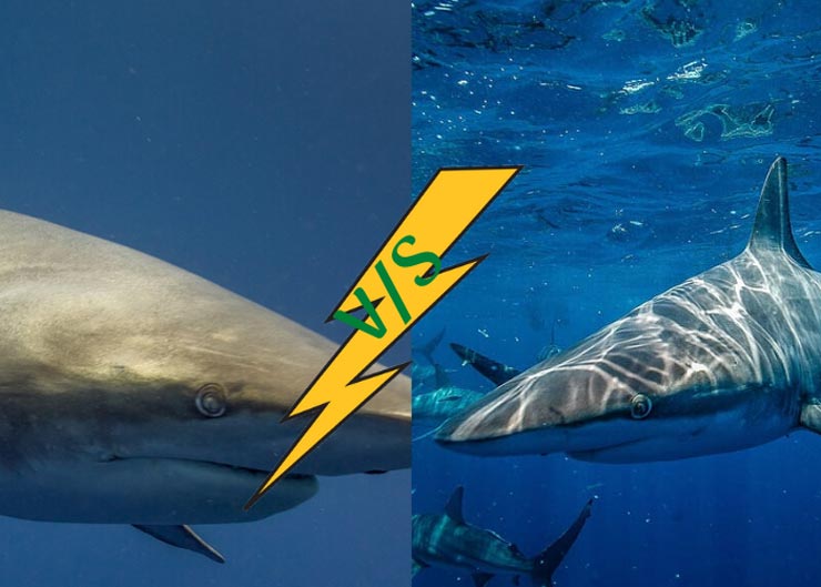 Bull Shark vs Tiger Shark