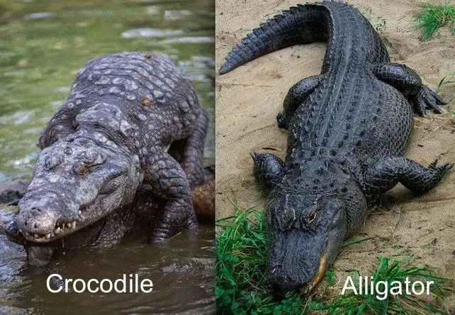 how are crocodiles and alligators different and similar