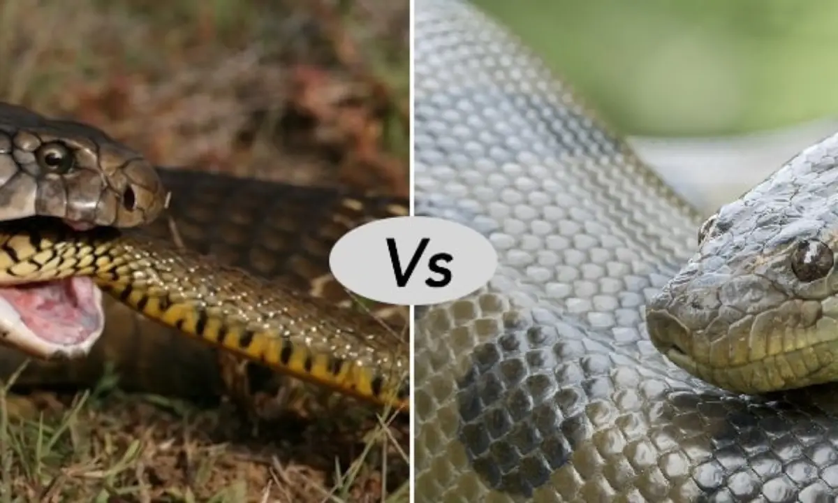 Difference Between Anaconda and King Cobra