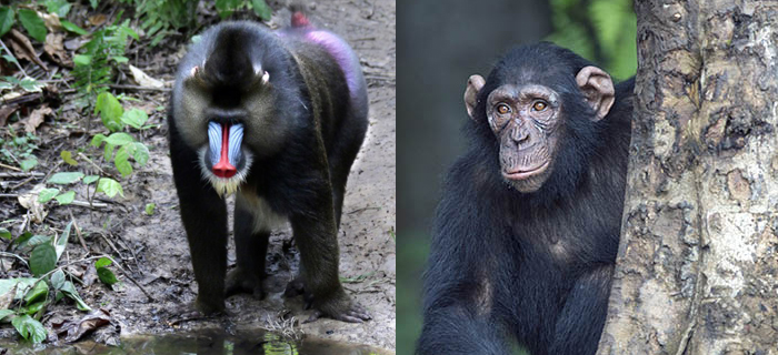 11 Honest Difference Between Ape And Monkey With Similarities Animal 