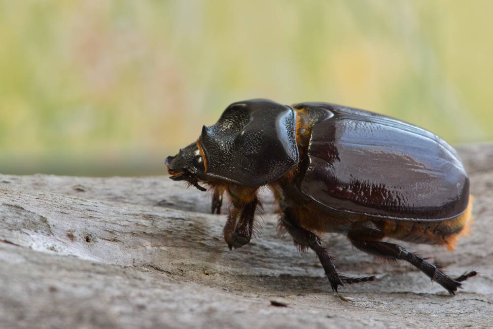 Difference Between Bark Beetle and Termite