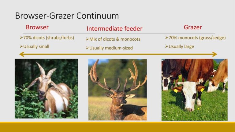 5 Crucial Difference Between Browser and Grazer with Table - Animal