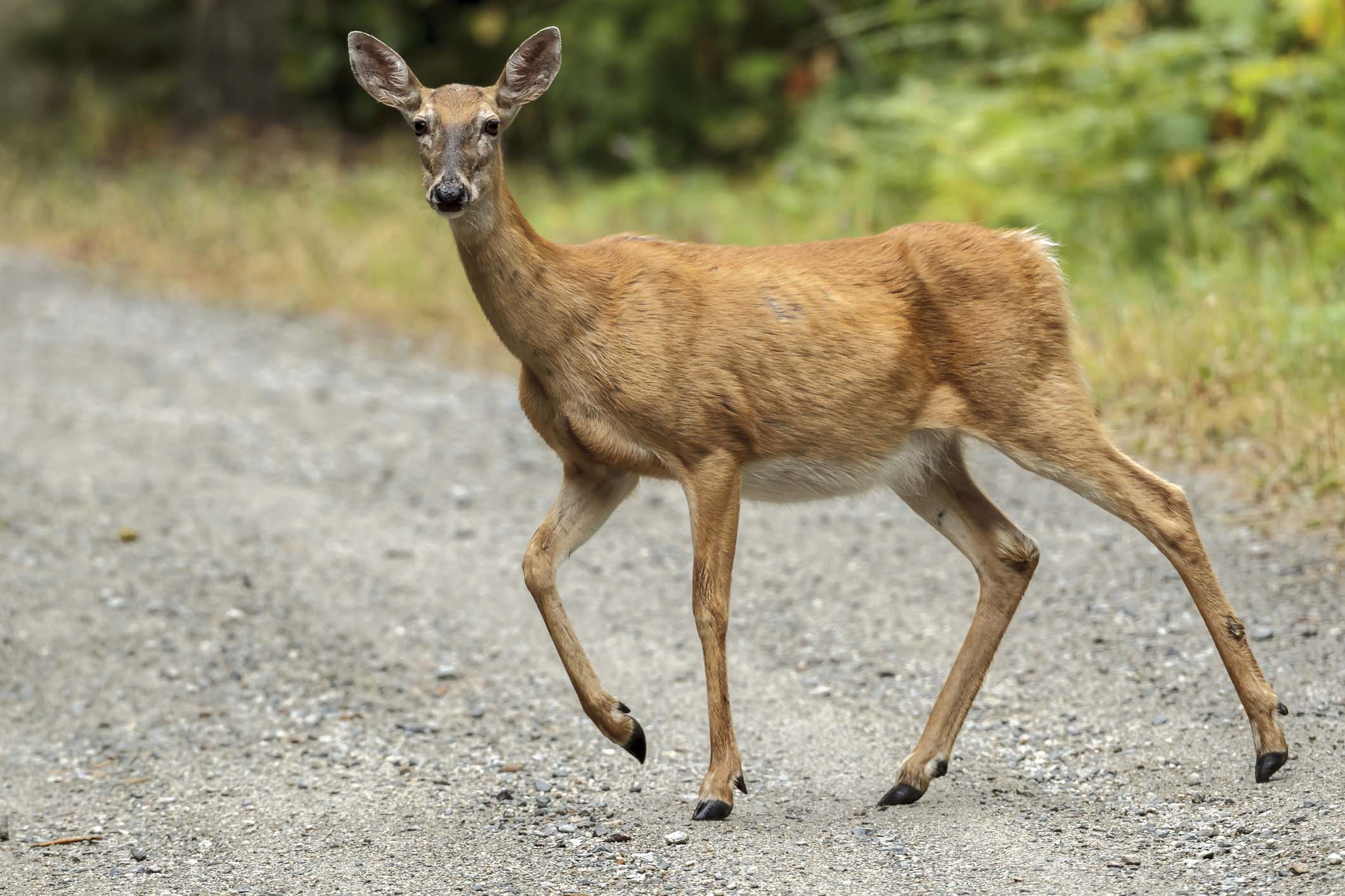 16-morphological-difference-between-deer-and-reindeer-with-similarities