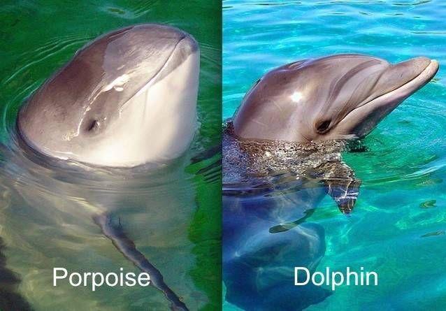 Difference Between Dolphin and Porpoise | Animal Differences