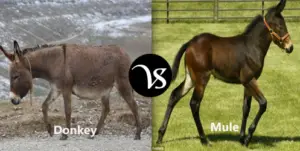 mule similarities