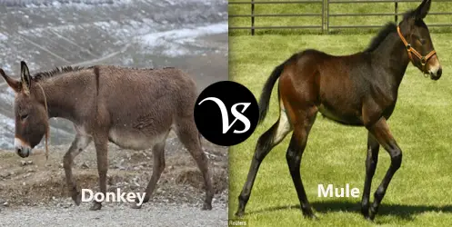 10 Interesting Difference Between Donkey and Mule with Similarities ...