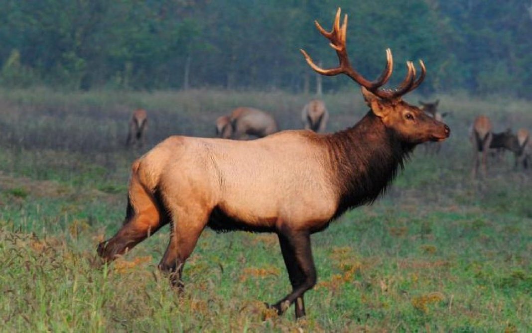 14 Structural Difference Between Elk and Moose with Similarities