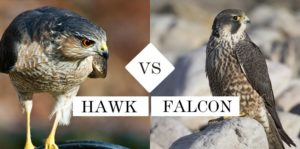 difference between hawk and falcon and eagle