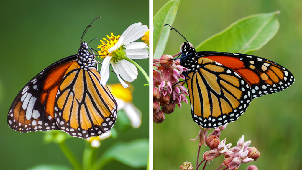 10 Main Difference Between Monarch And Viceroy Butterfly