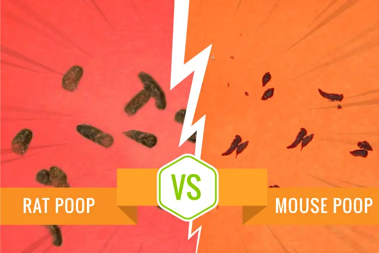 Difference Between Mouse Poop and Rat Poop