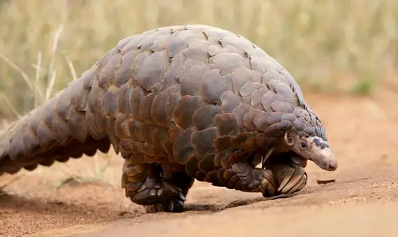 Difference Between Pangolin and Anteater