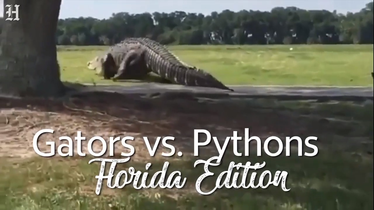 Difference Between Python and Gator