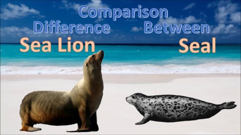 10 Structual Difference Between Seal and Sea Lion with Similarities