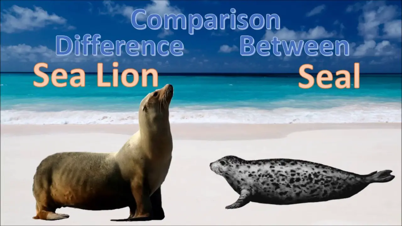 10 Structual Difference Between Seal and Sea Lion with Similarities ...