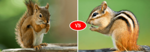 difference between chipmunk and squirrel