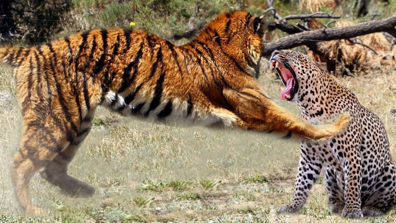 11badass Difference Between Tiger And Leopard With Similarities