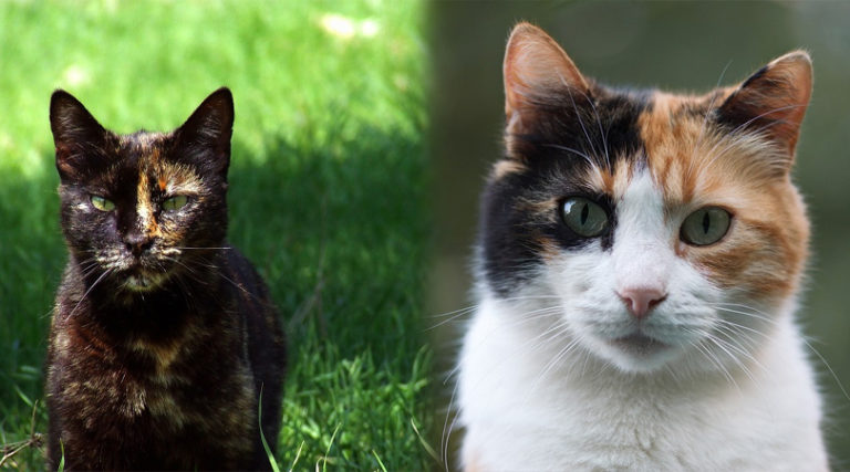 tortoiseshell cat and calico cat