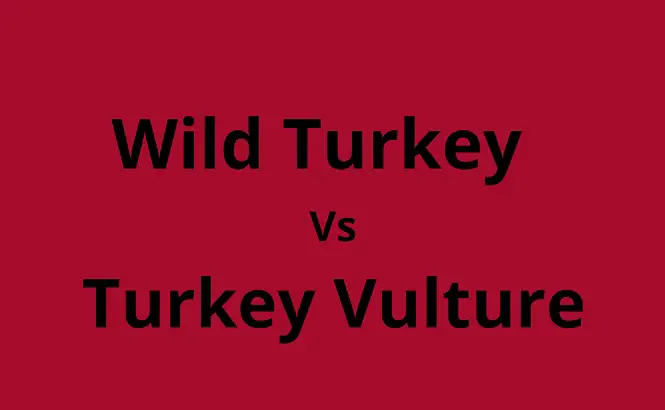 Difference Between Wild Turkey and Turkey Vulture