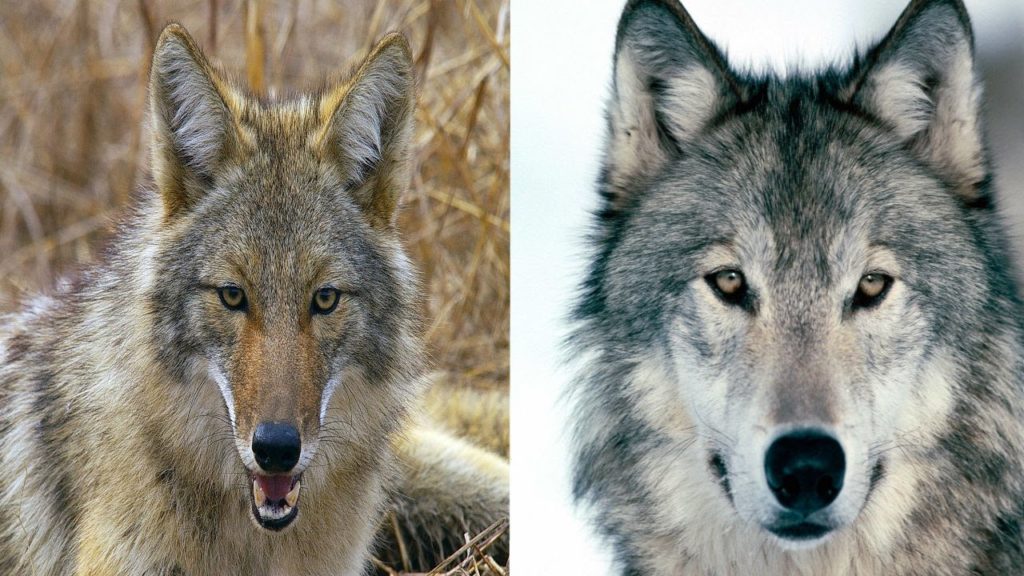 11 Morphological Difference Between Wolf and Coyote with Pictures