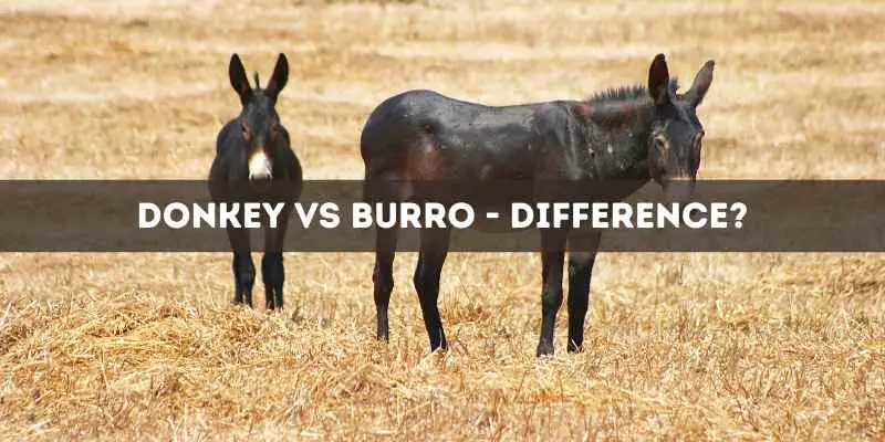 Difference Between a Donkey and a Burro