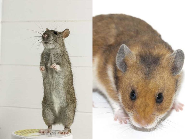 Hamster vs Rat