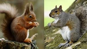 Red Squirrel vs Gray Squirrel