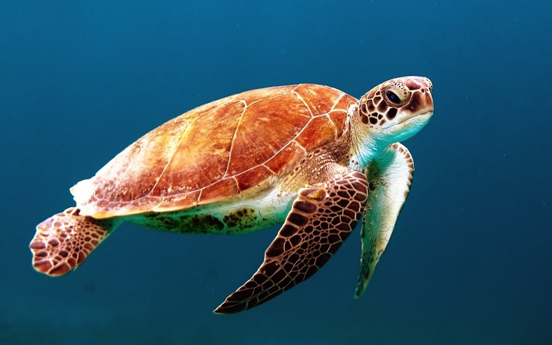 Difference Between Turtle and Tortoise