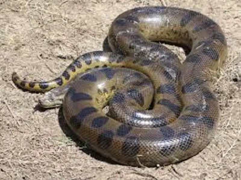 colt anaconda vs python