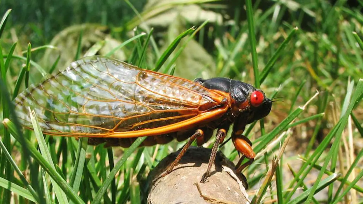 Difference Between Locusts and Cicadas
