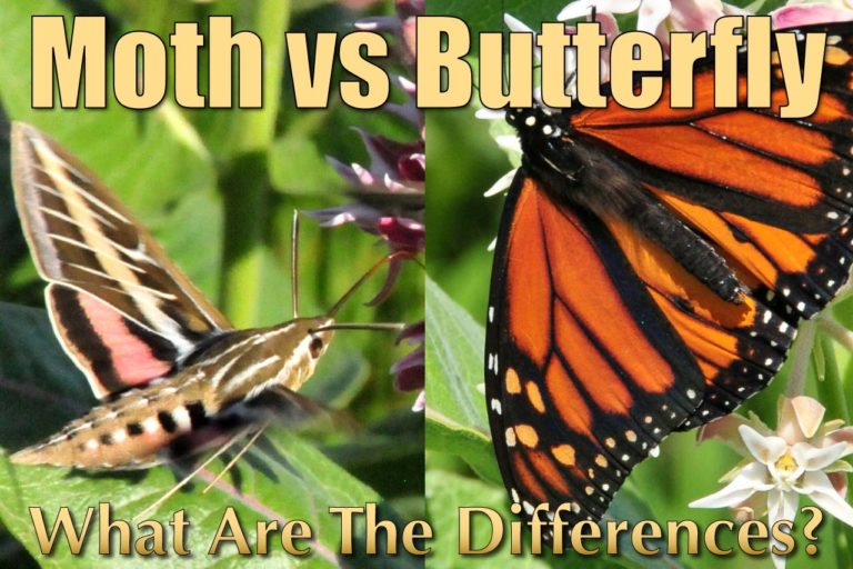 8-a-must-read-difference-between-moth-and-butterfly-with-pictures-animal-differences