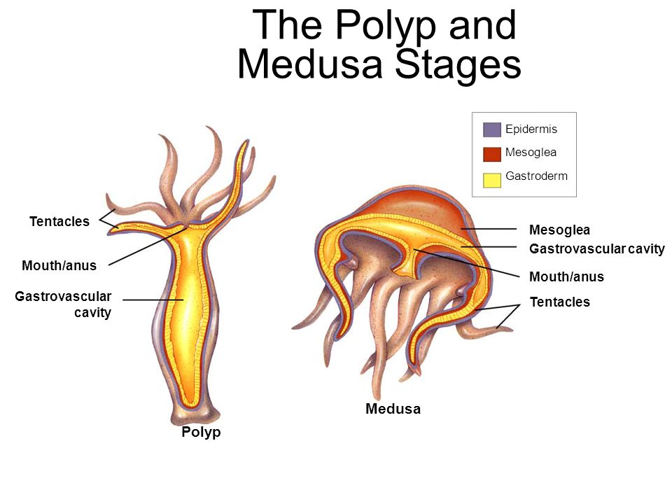 11-badass-difference-between-polyp-and-medusa-with-comparison-table